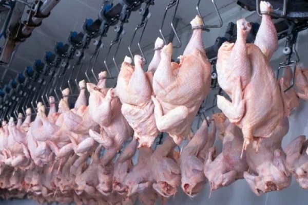 Brazil chicken meat production