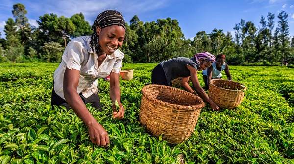 Agricultural activities in Zimbabwe