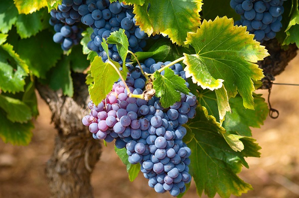 Vines in Cape Town